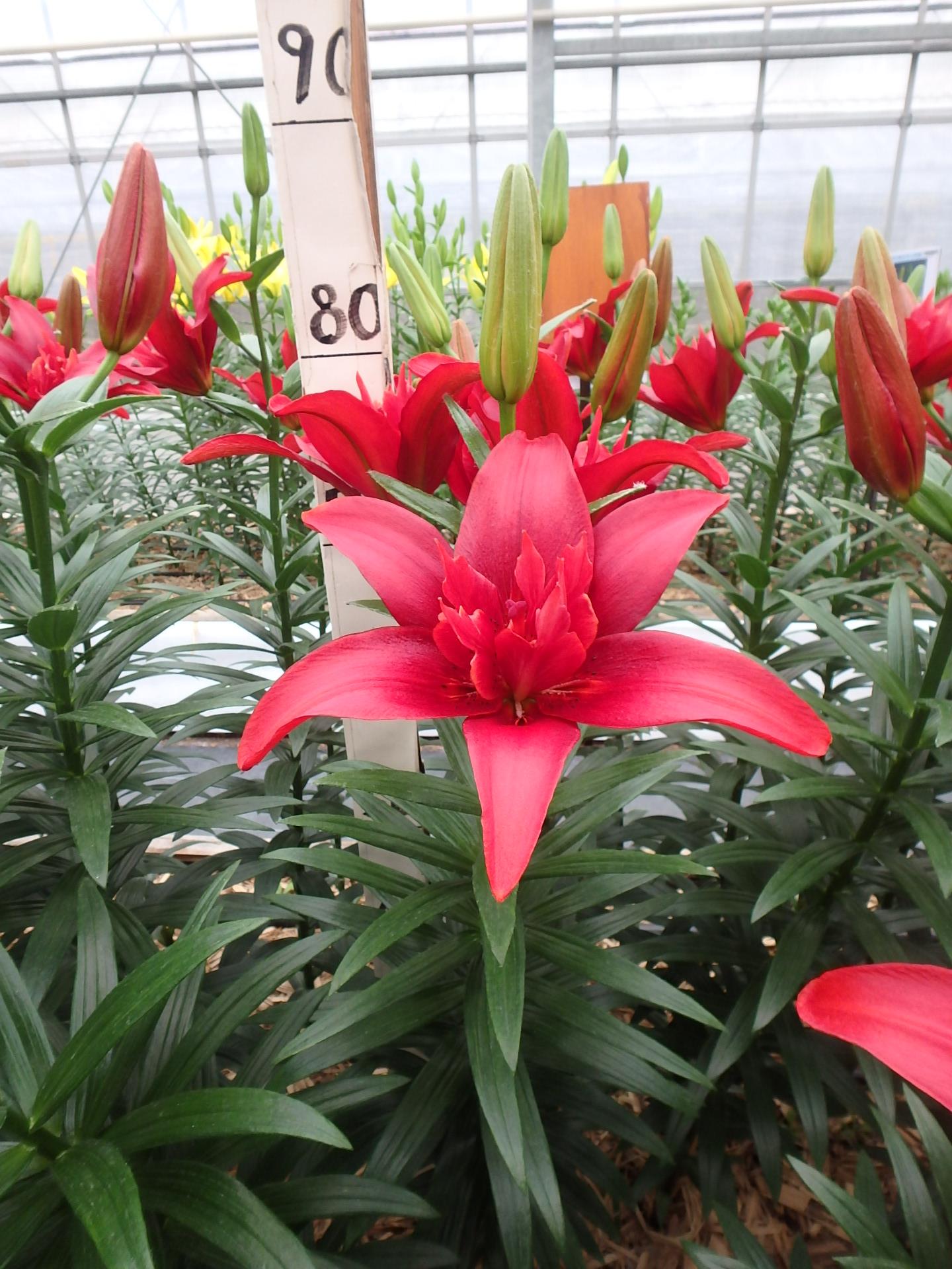 バルドイーグル（花粉無し）